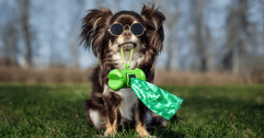 Dog with sunglasses holding bag in mouth