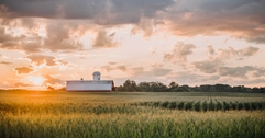 Cornfield with barn in background at sunset