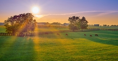 Kentucky landscape with open field of grass and horses