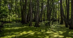 Mississippi swamp with trees coming out of water