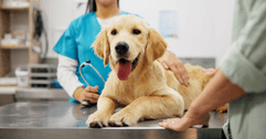 Dog with owner at vet