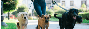 dog walker with several dogs on leashes