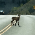 young deer walks across highway on a blind curve