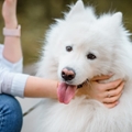 white samoyed dog is held by its owner lady in an outdoor park