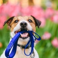 Dog ready for a walk carrying leash
