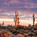 Arizona desert landscape