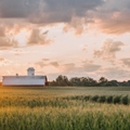 Cornfield with barn in background at sunset