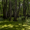 Mississippi swamp with trees coming out of water