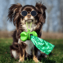 Dog with sunglasses holding bag in mouth