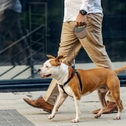 Person walking dog on a leash