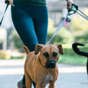 dog walker with several dogs on leashes