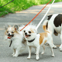 Dog walker with multiple dogs