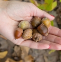Acorns Review