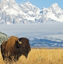 Bison in Wyoming