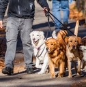 Dog walker in park with 4 dogs
