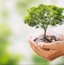 tree growing on pile of money in hand