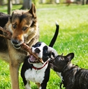 happy playing dogs in summer park