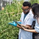 Scientists examining cannabis