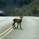 young deer walks across highway on a blind curve