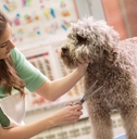 pet grooming with scissors