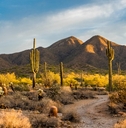 barren desert with cacti and sandy mountain in scottsdale, arizona 