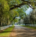 spanish moss at country road in louisiana