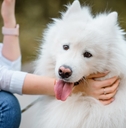 white samoyed dog is held by its owner lady in an outdoor park