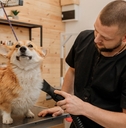 male pet groomer shaving welsh corgi 