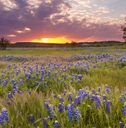 bluebonnets blossom in marble falls texas