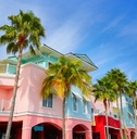 palm trees in florida fort myers