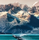 alaska whale watching boat excursion