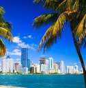 miami florida skyline from palm trees