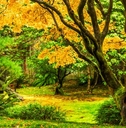 japanese maple tree