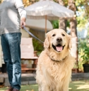 senior couple walking dog outside camper van 