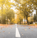 Autumn scene, road with leaves and trees on the sides