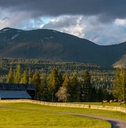 Herd of elk graze in pasture