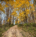 forest in westfield indiana
