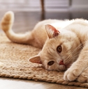 scottish fold cat with orange eyes lying