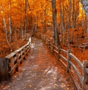 Bright autumn trees along boardwalk