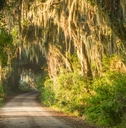 Spanish moss dripping from an alley of old trees