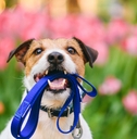 Dog ready for a walk carrying leash