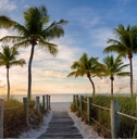 path lined with palm trees leading to a beach at dawn