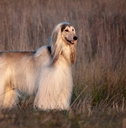 Afghan hound posing in cold autumn field