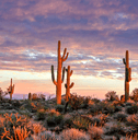 Arizona desert landscape