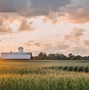 Cornfield with barn in background at sunset