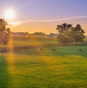 Kentucky landscape with open field of grass and horses