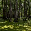 Mississippi swamp with trees coming out of water