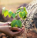 Person holding small tree in hands while watering can waters it