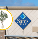Collage of Sam&#x27;s Club store front and Olive tree product