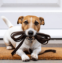 Dog with leash